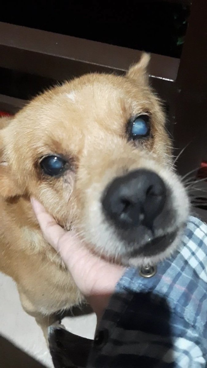 jaireahm's tweet photo. Run free Sitong where you will never get old and never get sick. ❤🕊 https://t.co/YW2Mbc2OYz