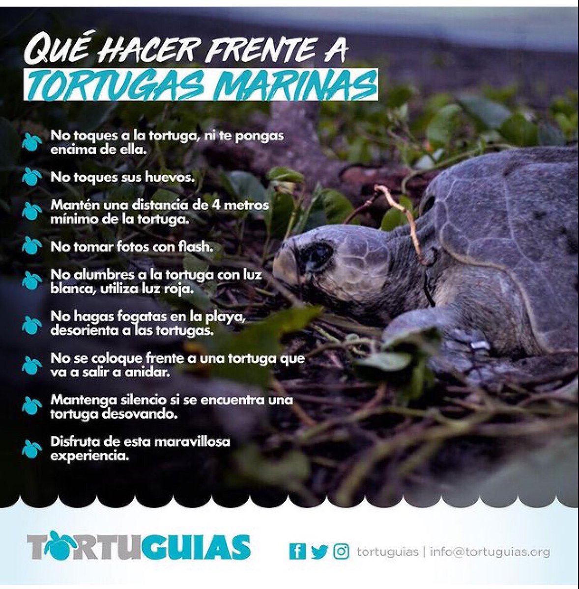 tortuguias's tweet image. Oficialmente empezó la época de anidación de Tortugas marinas en el pacifico, #Tortutip Que hacer cuando estás en la playa y te encuentras una Tortuga marina anidando.