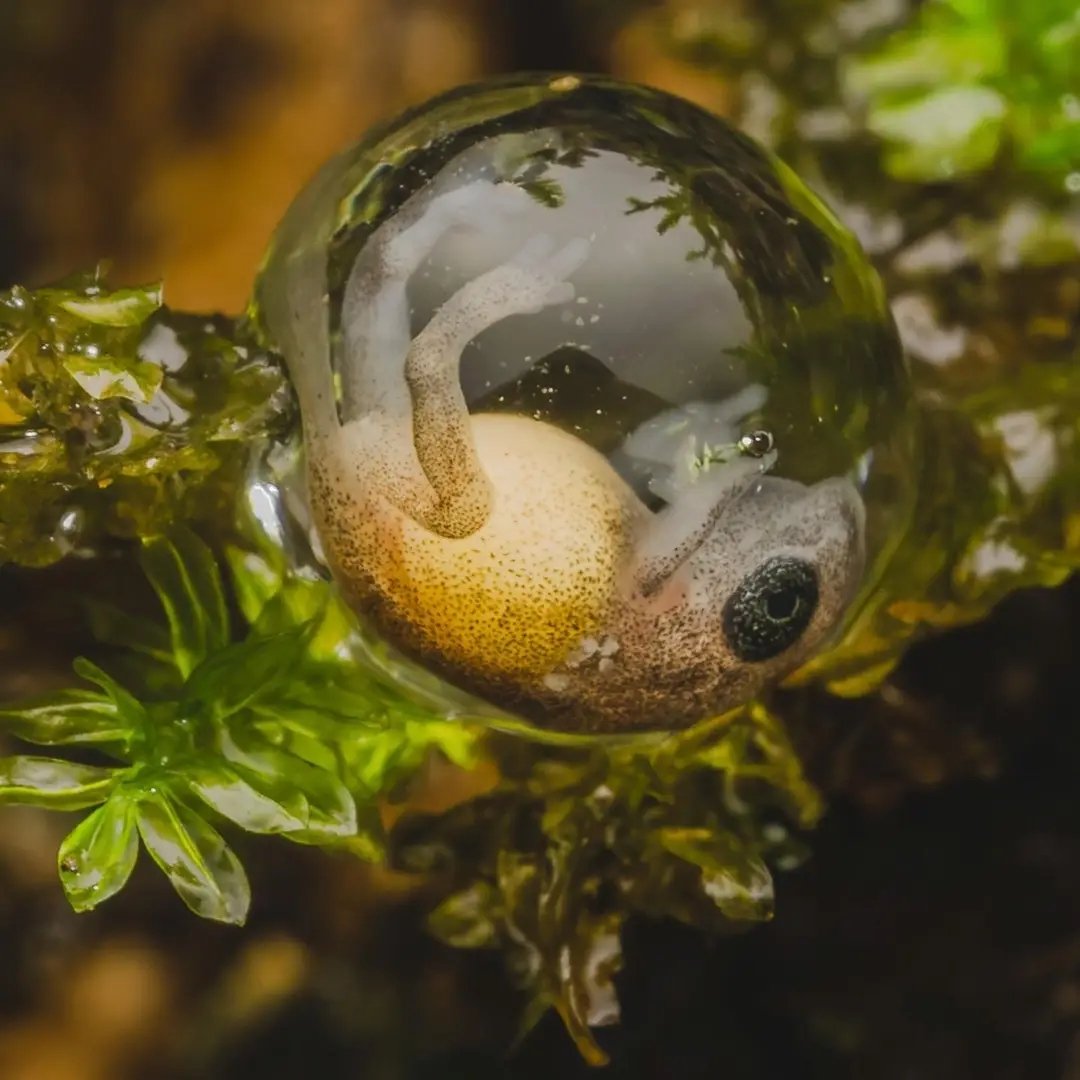 A tiny baby frog 🐸

Most frogs begin life as tadpoles, but Amboli bush frogs miss this phase entirely and emerge as full-formed froglets. 

#EarthCapture by Hardik Shah via Instagram
