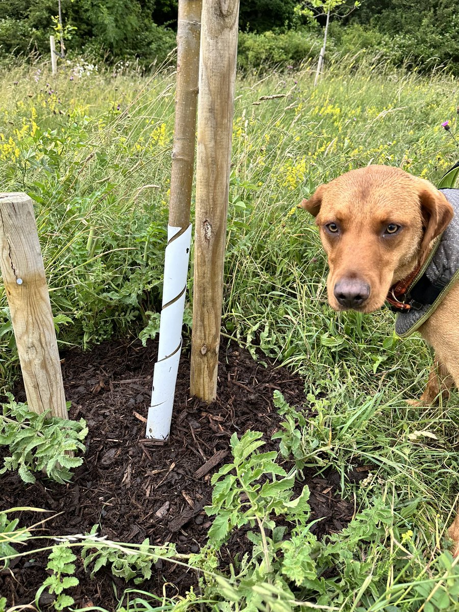 I hear my namesake is doing well in the tennis. I want my balls back! 

#Wimbledon