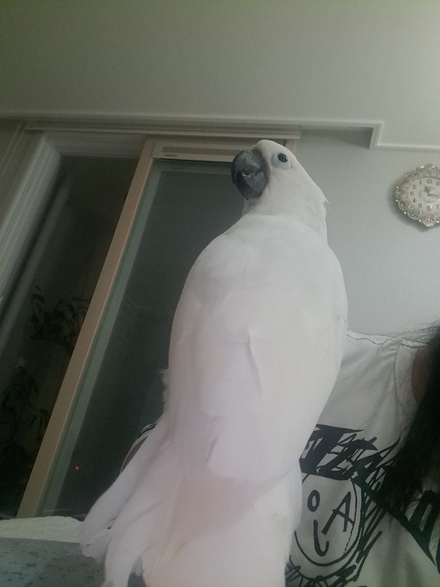 짱아 대빵크게 찍기