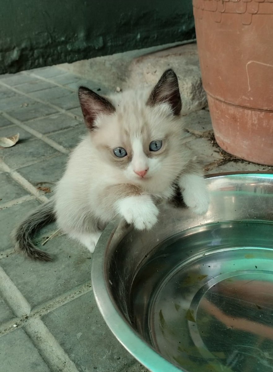 cutmylu's tweet photo. hola sé q tengo poca difusión pero no puedo quedarme sin intentarlo, este GATITO precioso busca un hogar en SEVILLA, de lo contrario lo sacrificarán‼️ es macho, tiene 2 meses ✨ 

si no puedes adoptar, por favor comparte para q pueda llegar a más gente y tenga 1 oportunidad https://t.co/P9PuF1L2LD