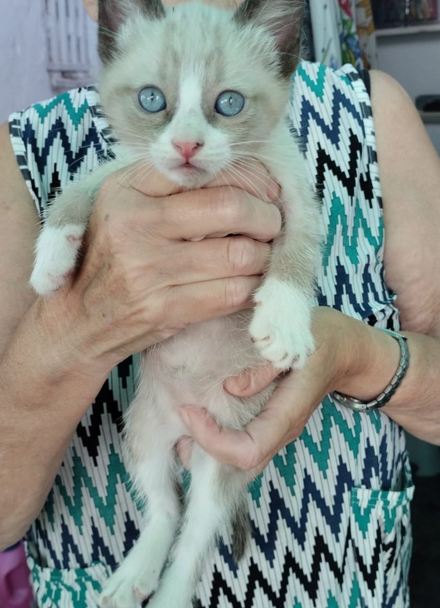 hola sé q tengo poca difusión pero no puedo quedarme sin intentarlo, este GATITO precioso busca un hogar en SEVILLA, de lo contrario lo sacrificarán‼️ es macho, tiene 2 meses ✨ 

si no puedes adoptar, por favor comparte para q pueda llegar a más gente y tenga 1 oportunidad