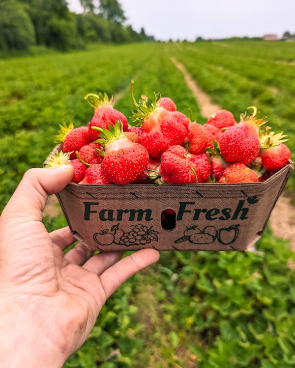 It's #PickYourOwn season! 😍🍓 Check out <a href="/DurhamTourism/">Durham Tourism</a> to see what's in season, and stop by one of #DurhamRegion’s many farms, orchards or country markets featuring #PYO strawberries, blueberries, and more! 🍎🫐

🔗: DurhamTourism.ca/LocalFood