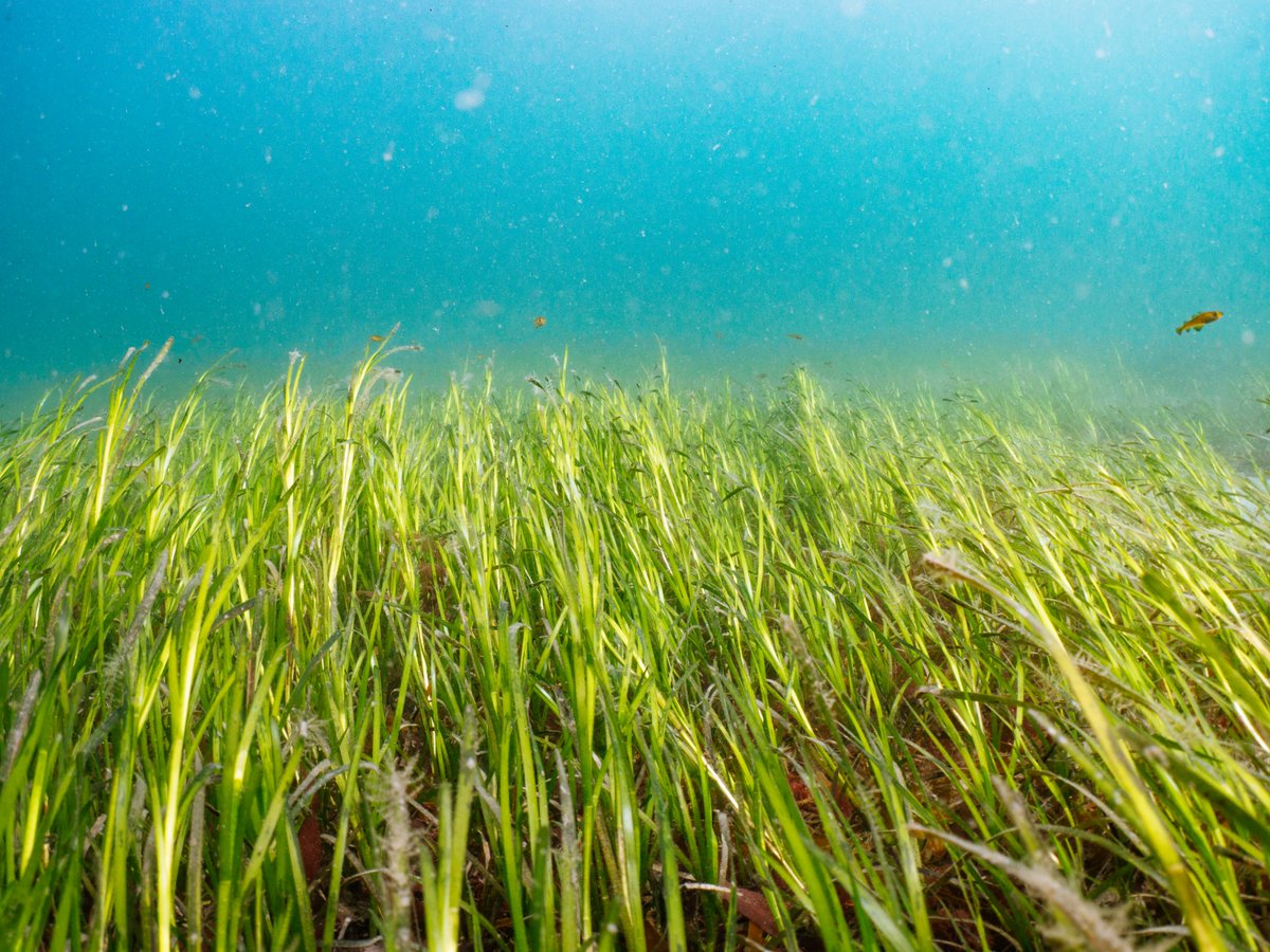 OrstedUK's tweet photo. We've joined forces with @OceanCTrust to help people steer clear of precious seagrass meadows so the meadows can survive and thrive. #seagrass #bluemeadows #thinkocean #nature https://t.co/7lTK2ed8oV https://t.co/dlMjdJjFxT