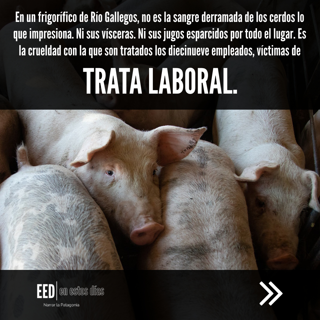 eed_patagonia's tweet photo. Desde #RíoGallegos, @sahzu narra el caso de 19 trabajadores víctimas de #tratalaboral en un frigorífico, y devela un mundo escalofriante: el de la esclavitud moderna.

Leé la crónica aquí:
https://t.co/h5KrMUv896 https://t.co/AmxfzwNw5b