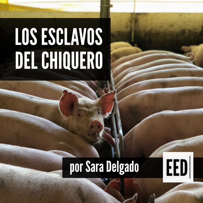 eed_patagonia's tweet photo. Desde #RíoGallegos, @sahzu narra el caso de 19 trabajadores víctimas de #tratalaboral en un frigorífico, y devela un mundo escalofriante: el de la esclavitud moderna.

Leé la crónica aquí:
https://t.co/h5KrMUv896 https://t.co/AmxfzwNw5b
