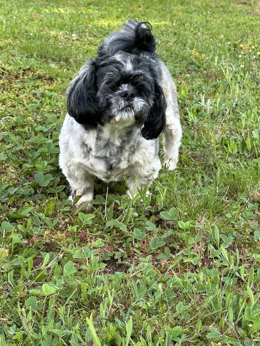 Minnie discovered “there are strawberries here!” #dogs #blinddog