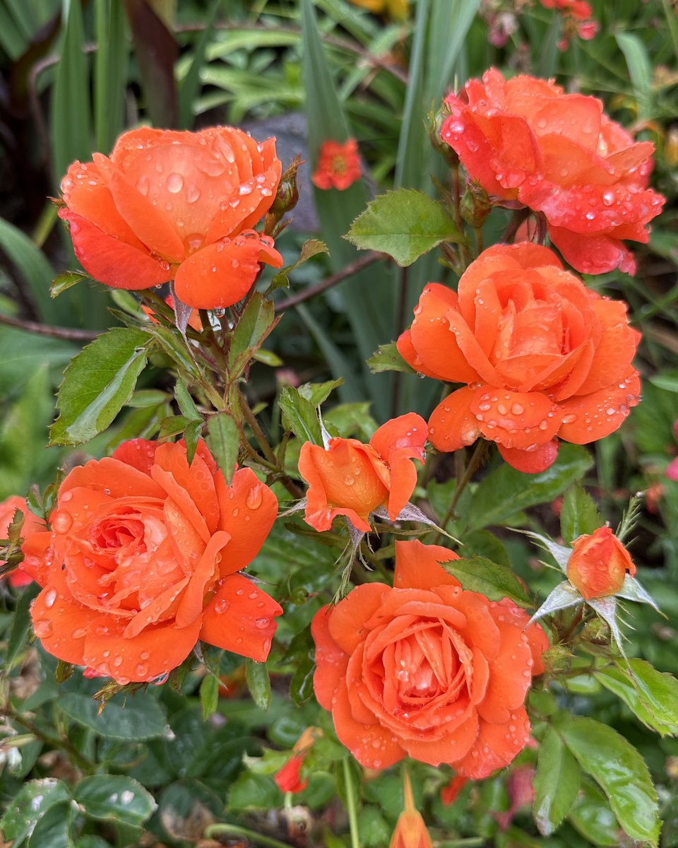 Looking hot in the rain ☔️ Rose Super Trouper 🔥🌹#Flowers #Gardening #Roses