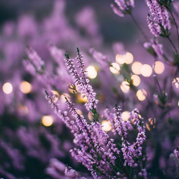 BreatheInChill's tweet photo. Seeking tranquility? The classic, calming scent of lavender helps still the mind and activate the 'rest and digest' function of our bodies.

Read the full article: 11 Best Candle Scents for Meditation: Aromatherapy for Relaxation
▸ https://t.co/aVoML0fEr9

#meditationjourney https://t.co/vuR31f2J9S