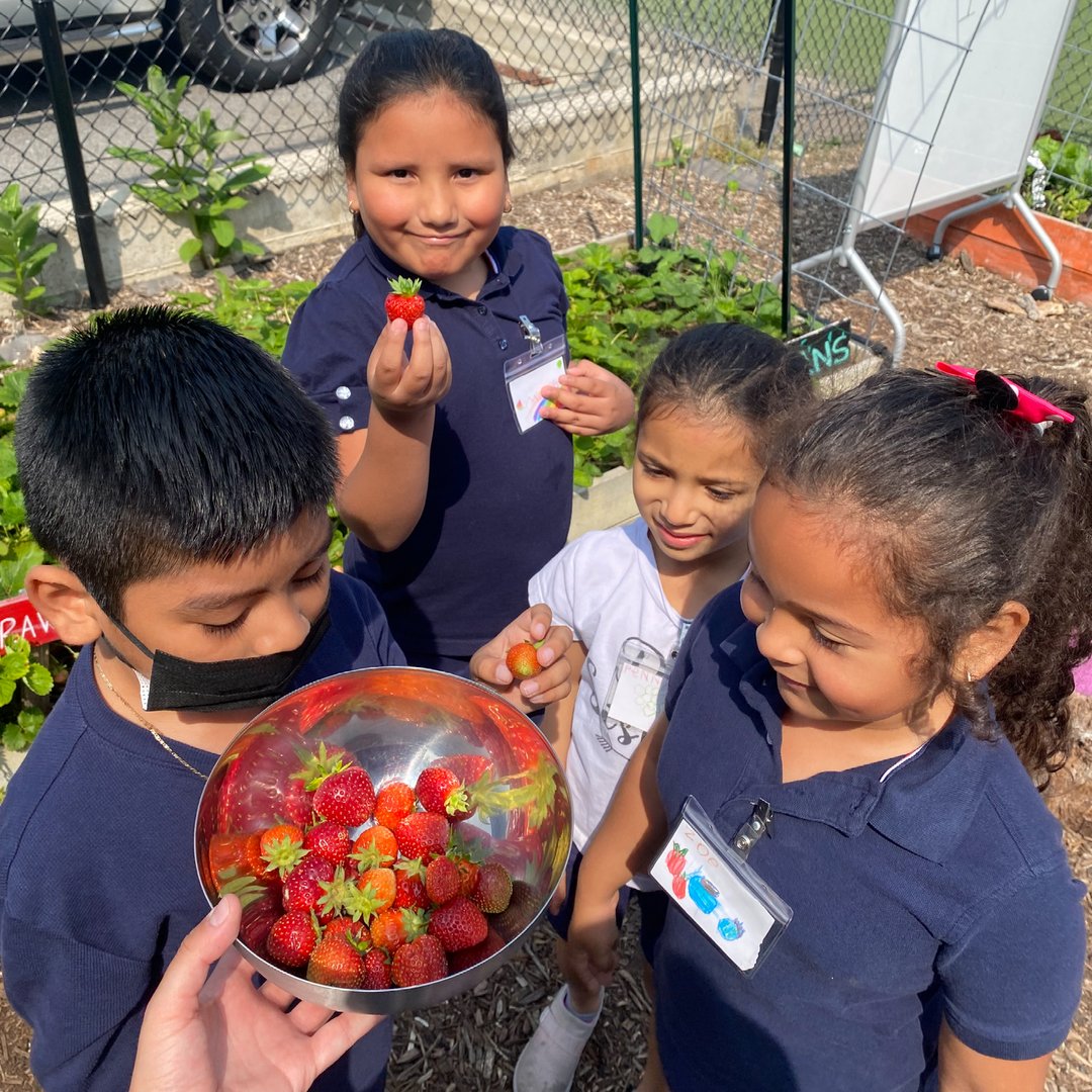 FoodPrintsDC's tweet photo. Our summer program is in full swing! 🍅🍓 
FoodPrints will be cooking, growing, learning, and eating with students at 4 DCPS schools this summer. We are excited to get started with a joyful 5 weeks.
#foodeducation #nutritioneducation #dcps #growcookeatlearn #dcgardeneducation https://t.co/p7EHKQXfNv