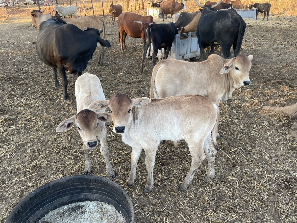 ScrubbsFarm's tweet image. Early 2023 crop