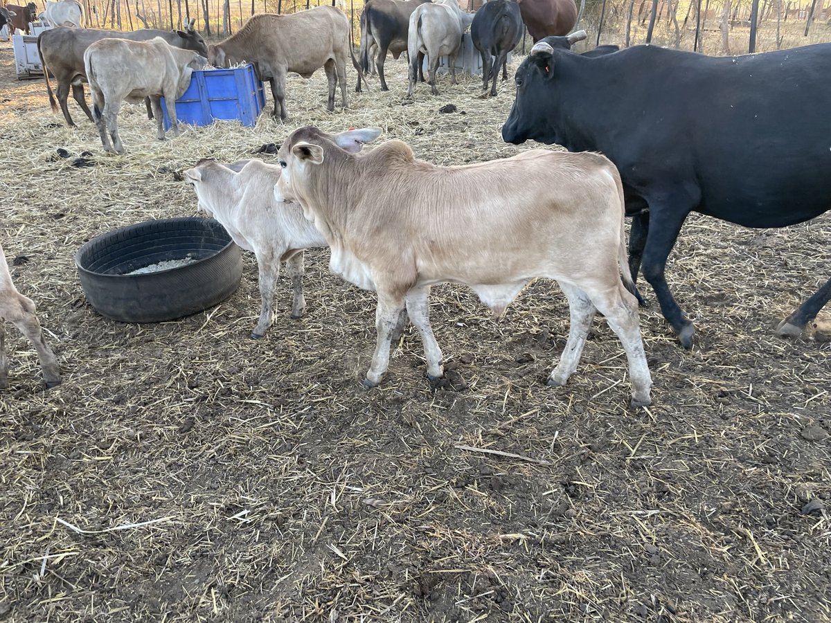 ScrubbsFarm's tweet image. Early 2023 crop