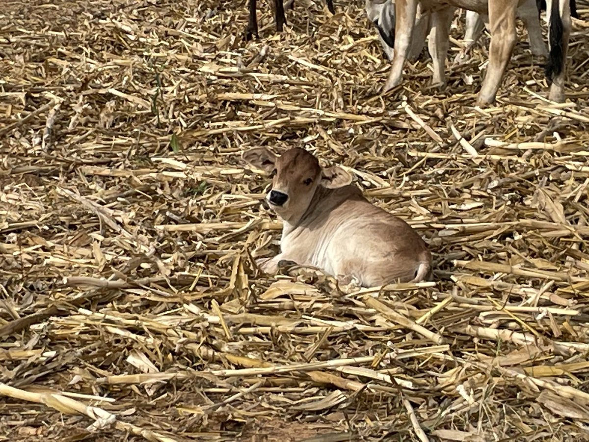 ScrubbsFarm's tweet image. Early 2023 crop