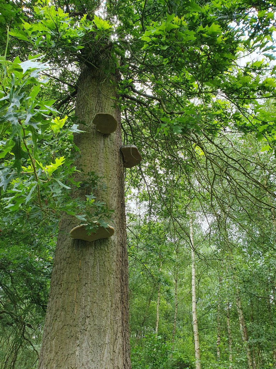 magdalenaerts's tweet image. #Diest 14.48 onderweg