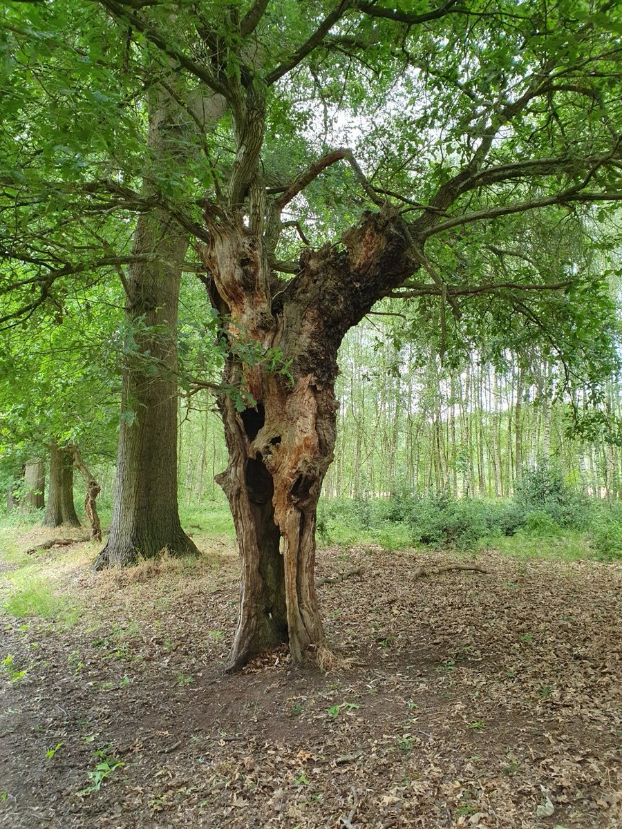 magdalenaerts's tweet image. #Diest 14.48 onderweg