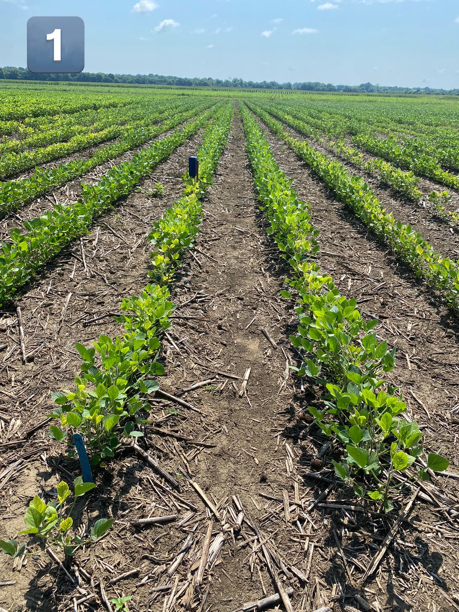 kwaldrep50's tweet photo. Corn rotation systems still looking good moving into the next phase of our IDC cropping system study. 👍🏼
All photos are a more susceptible variety: 
1) Planted after corn @ 160K
2) Planted after soybean @ 140K
3) Planted after soybean @ 160K https://t.co/Nh9xfMKlCT