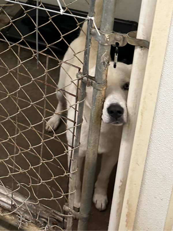 One of our shelter partners who is in an underserved area with limited to no resources needs support NOW. The approximate cost to repair & support this shelter is $6,000 & we hope you are able to make a donation today at houstonpetsalive.org/sheltersaves. Together we can change their lives