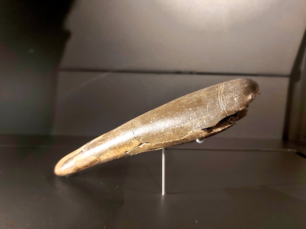 For #PhallusThursday one of the oldest depictions of a phallus, carved out of very fine-grained siltstone some 30,000 years ago.
According to the museum's label "apart from its purely symbolic meaning different uses are conceivable." 😄
On display at our branch museum...1/2