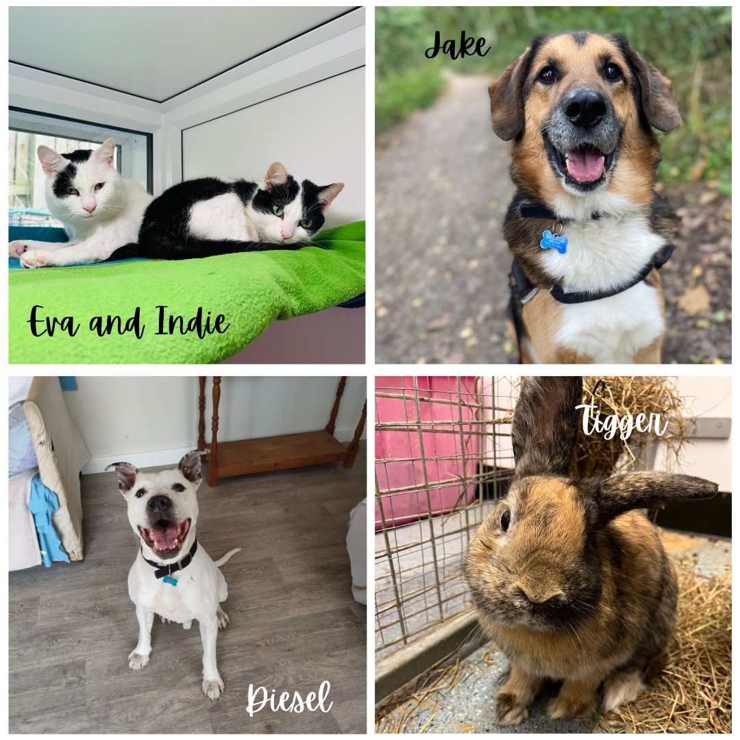 Pets At Home Foundation on Twitter "In March 2023, RSPCALeedsWakey received a £19,307 grant to