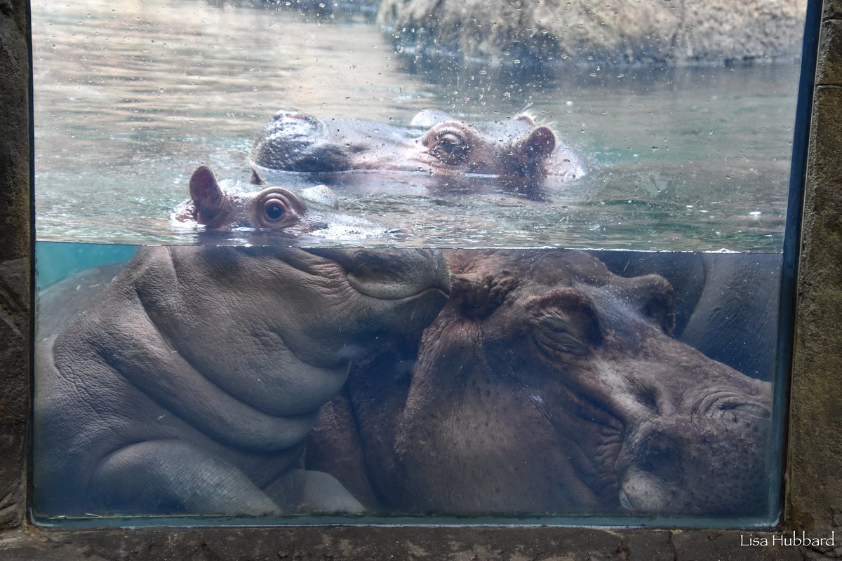 CincinnatiZoo's tweet photo. A mom and her babies! https://t.co/JKrsle5owi