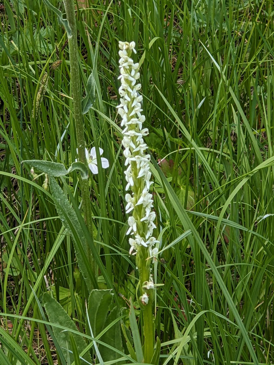 Ladies trusses orchid, Montana.