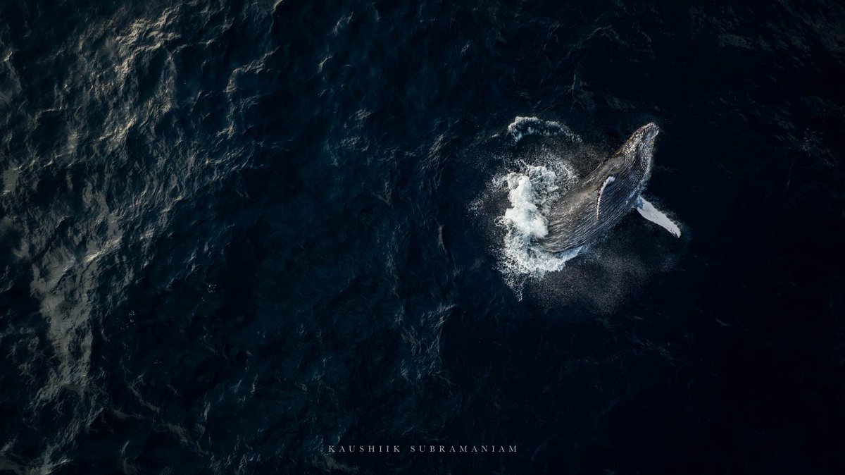 Kaush92's tweet photo. A moment that I have been dreaming of capturing, the moment a 40 ton whale does her best ballerina impression. #wildlifephotography #whale #whalewatching #wildlife https://t.co/peYpUp4vEm