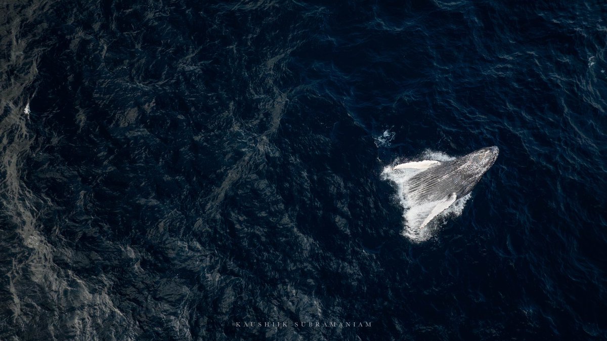 A moment that I have been dreaming of capturing, the moment a 40 ton whale does her best ballerina impression. #wildlifephotography #whale #whalewatching #wildlife