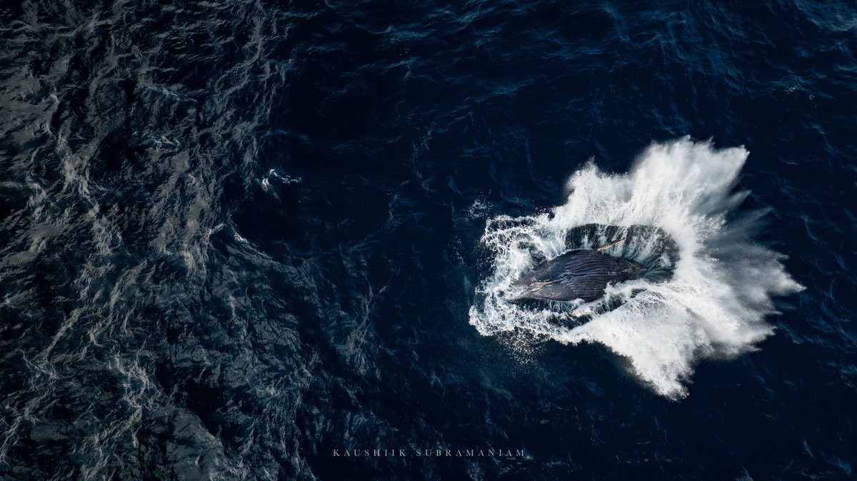 Kaush92's tweet photo. A moment that I have been dreaming of capturing, the moment a 40 ton whale does her best ballerina impression. #wildlifephotography #whale #whalewatching #wildlife https://t.co/peYpUp4vEm