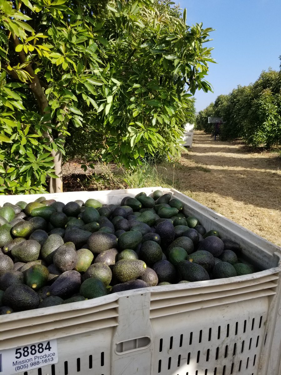 A full bin of CA #avocados weighs about 1000 pounds.