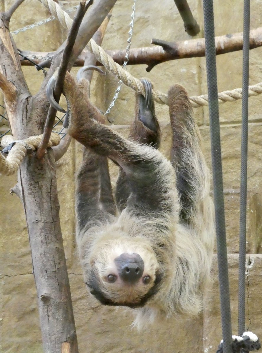 CazzaCo's tweet photo. Could possibly be my new favourite animal #amazonworld #IsleofWight https://t.co/oOTYTHqHmU