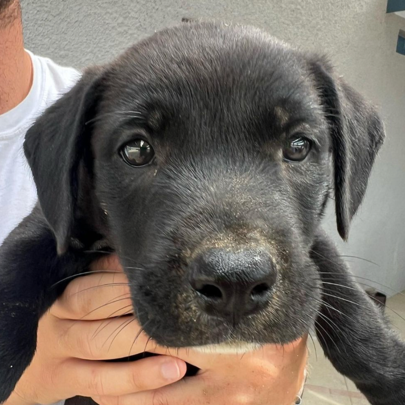 Help save dogs like Kim. 

Kim was abandoned in a Mexican landfill and rescued by @ChiquitasFriends.