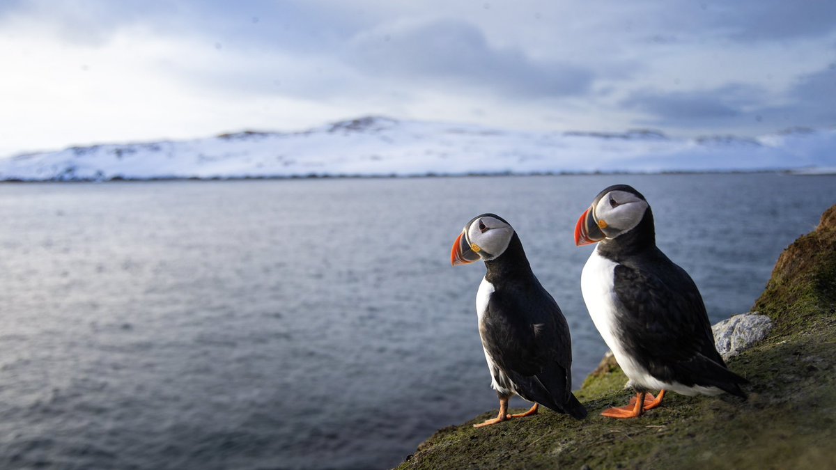 Join me on a trip of a life time in Northern Iceland to photograph Arctic foxes, puffins, whales and the awesome Icelandic landscapes. canva.com/design/DAFmAOz…