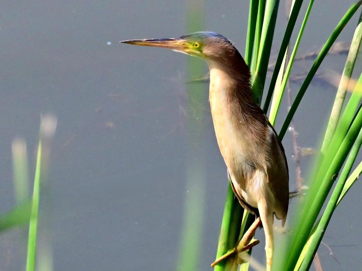ZaozhuangChina's tweet photo. The Yellow Bittern is a small, slender, light buff to light brown heron frequents freshwater swamps and marshes. With the improvement of the ecological environment, this cute #bird can often be seen in the Longhe Wetland in #Shanting District, #Zaozhuang. #wildbird #bird https://t.co/BnU2ovxgsJ