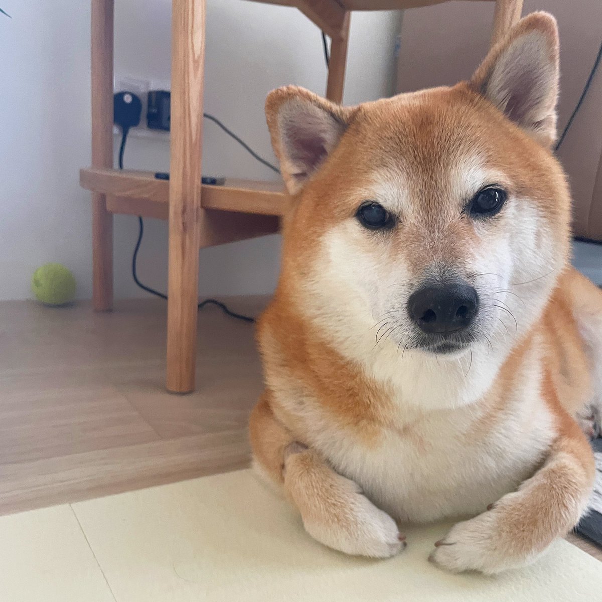 Balltzehk's tweet photo. Genki 🔥 https://t.co/uXgO3kDEV5