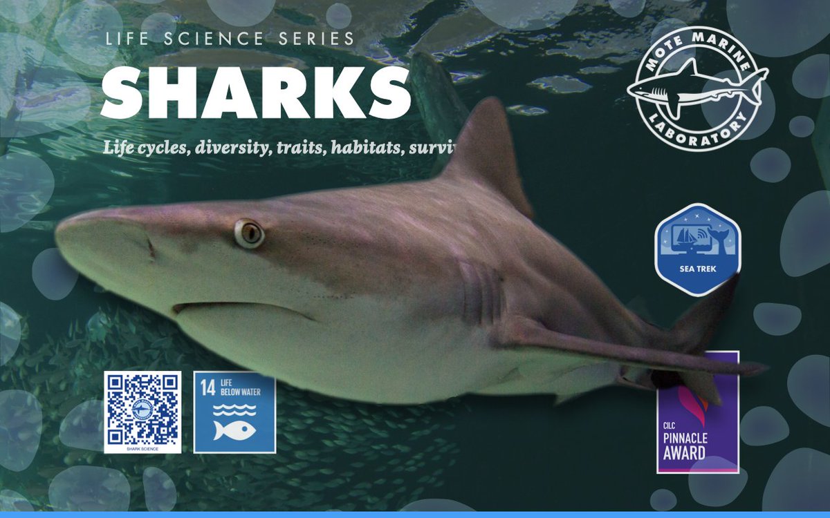 Take a bite out of #SharkWeek with <a href="/MoteMarineLab/">Mote Marine Laboratory & Aquarium</a>. cilc.org/ContentProvide…