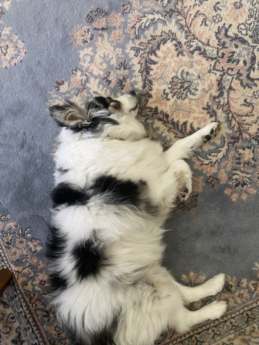 Ashleigh_Blu's tweet photo. Have to add to the #freelancepets my little potato/cow/dog. Always sleeping on the job 😆 #freelancechat https://t.co/8TyQpjsSSf