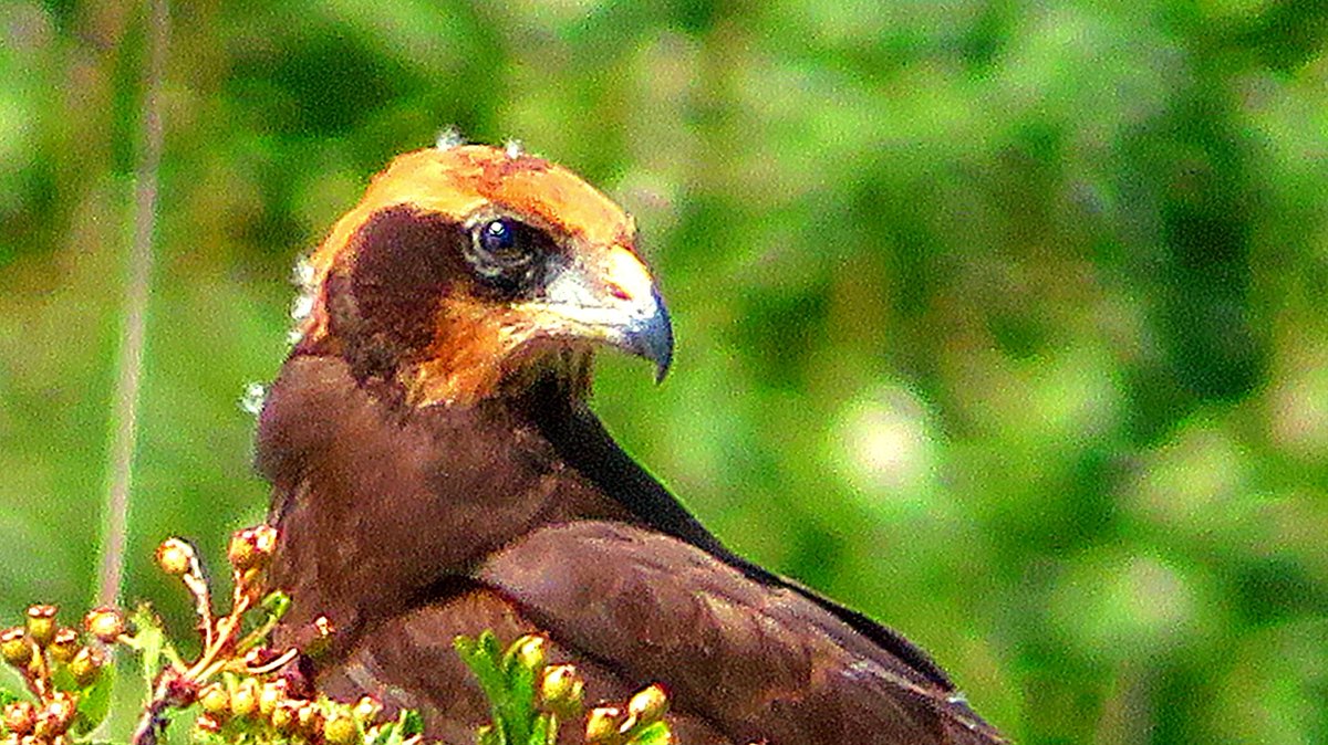 Dèr wiene se wer; jonge #hoanskrobbers op 'e wjuk #kiekendief