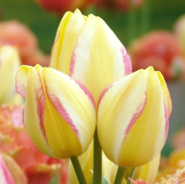 BeautyFromBulbs's tweet image. Multi-Flowering Tulip Antoinette opens pale yellow, white and green. It turns yellow with raspberry petal edges and matures to salmon-orange with a golden base above slightly variegated foliage. Quite a colorful show! johnscheepers.com/tulip-antoinet…
#flowerbulbs #tulips #antoinette