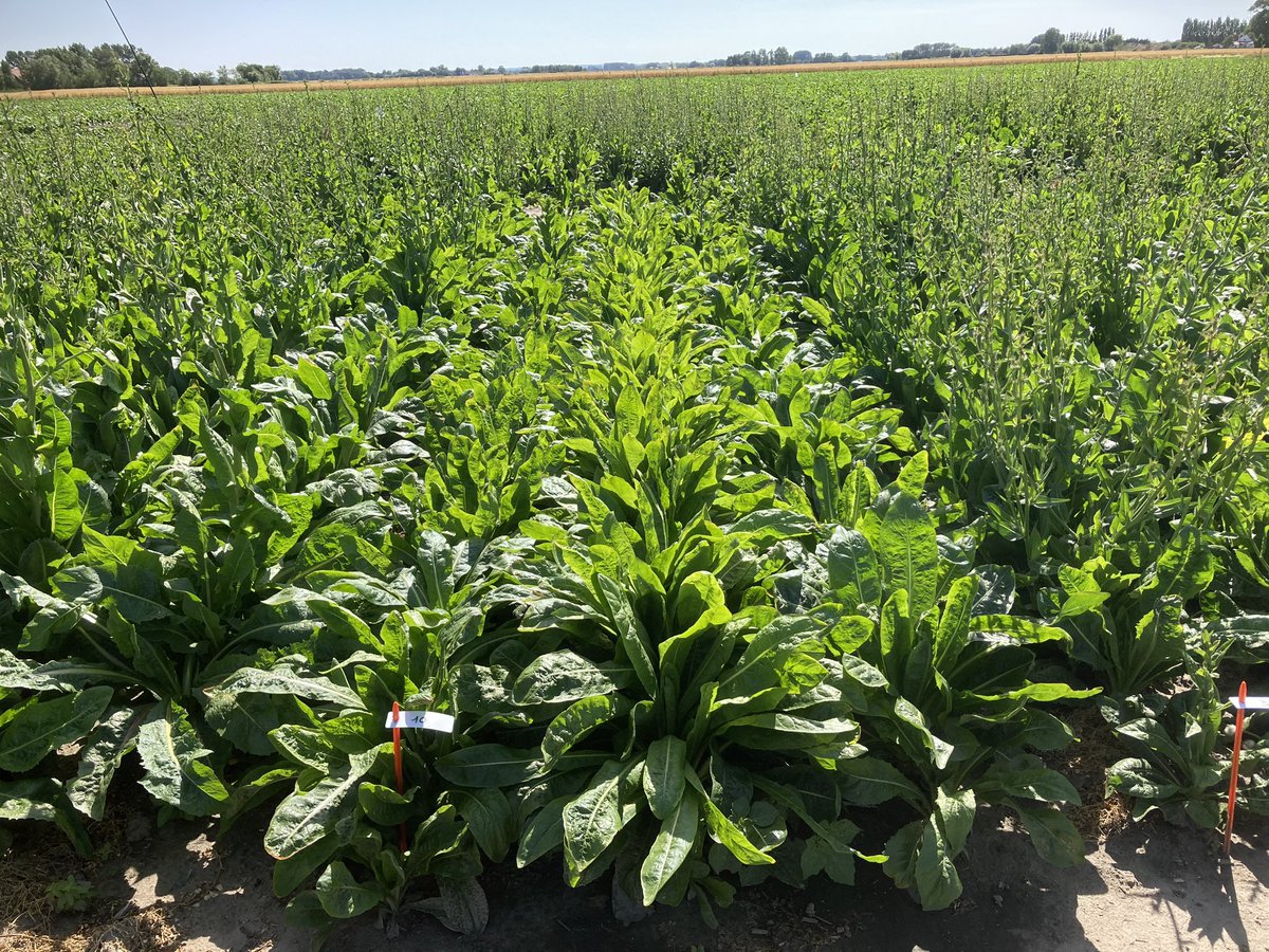 Marine Cordonnier tweet media