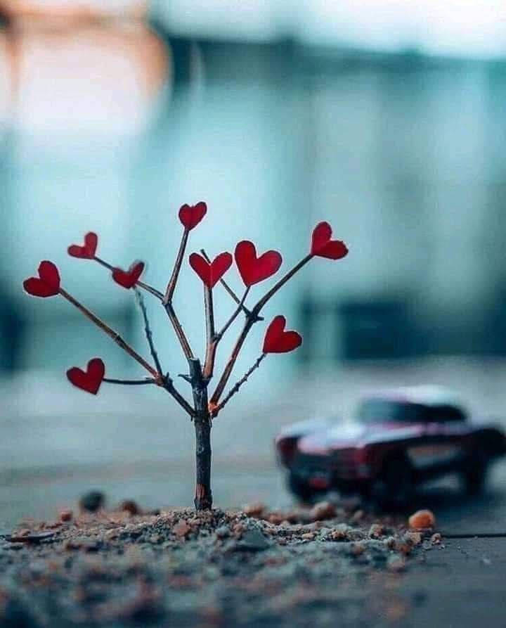 د نړۍ تر ټولو دردوونکی غږ د بي بي عایشې(رض) وو چې مسجد ته راغله او و یې ویل محمد ( ص ) وفات شو😥
#درود_ص