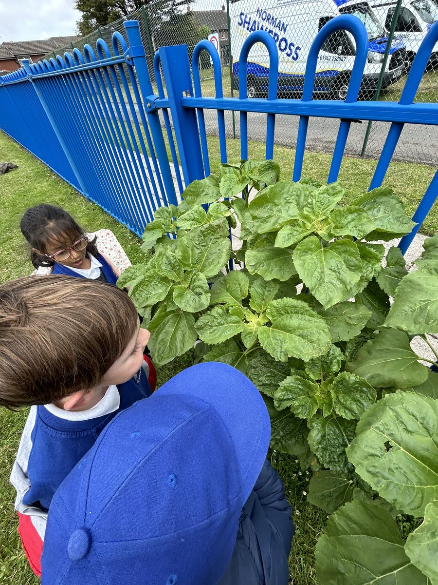 AlderclassEYFS2's tweet photo. Look how tall our sunflowers we planted are getting! All thanks to the weather and the children working hard each day taking care of them! 🌱 🌻 https://t.co/8miyMHasaJ