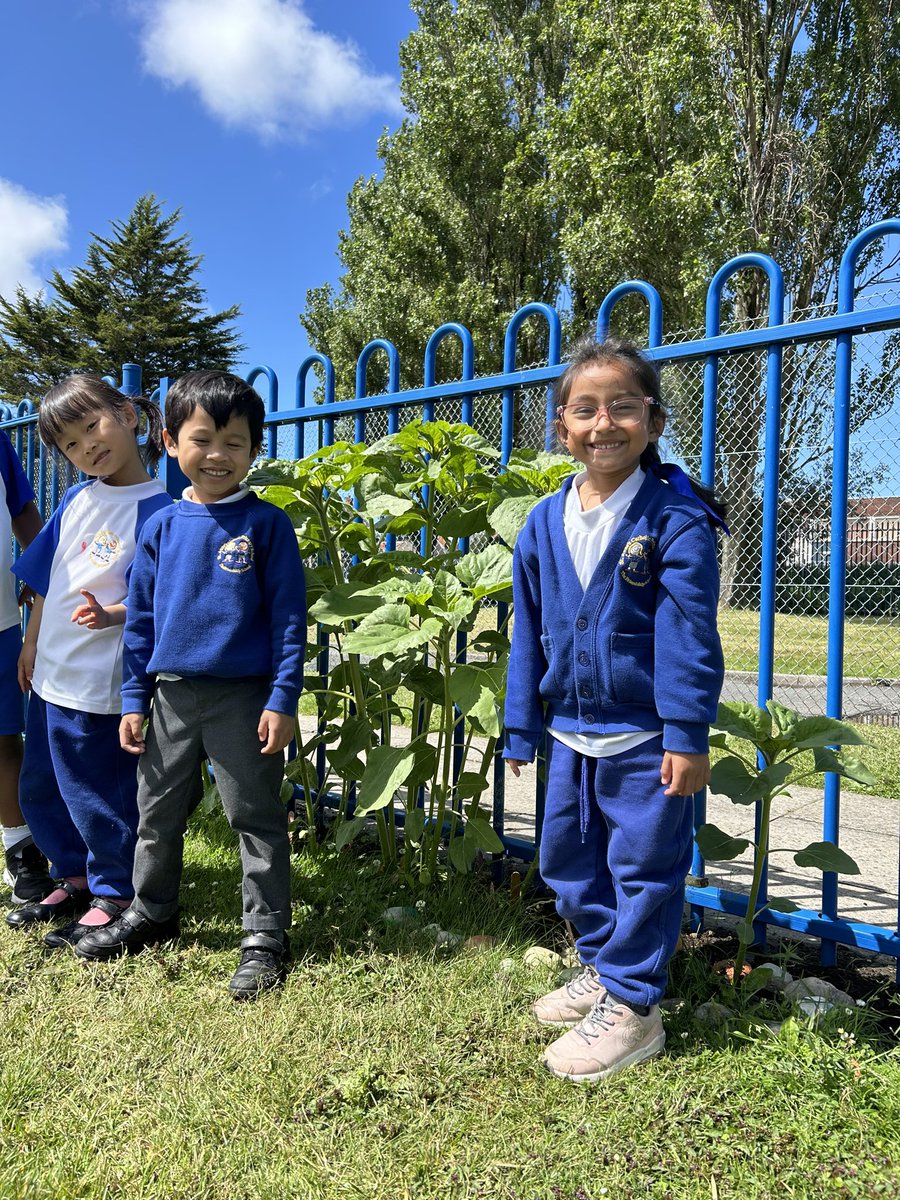 AlderclassEYFS2's tweet photo. Look how tall our sunflowers we planted are getting! All thanks to the weather and the children working hard each day taking care of them! 🌱 🌻 https://t.co/8miyMHasaJ