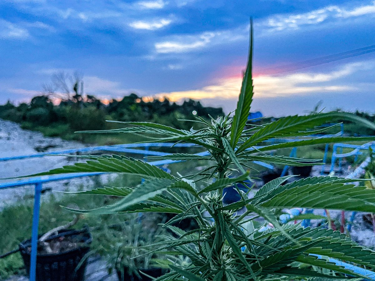 GodZilaz420's tweet photo. KDBT THAILAND . 🧑🏻‍🌾

#พัฒนากัญอย่างยั่งยืน #BsCannabis420 #กัญชา #กัญชาปราจีนบุรี #ปราจีนบุรี #บ้านสร้าง #บางกระเบา #ช่อดอกกัญชา #ดอกไม้  #คีฟ #og #organic #weed #kief #KD #syrup #Cannabis #greencrack #midgrade #topshelf #exotic #กัญชาไทย #KDKT #KDBT #Godfather https://t.co/14Q4ZnSeBo