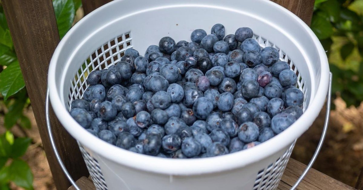 Alabama Extension tweet media