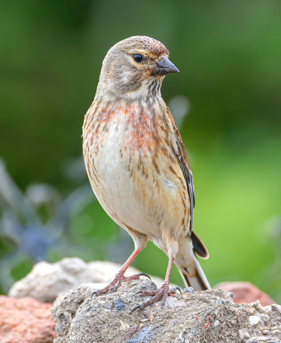 Jeff’s Wildlife Photography tweet media