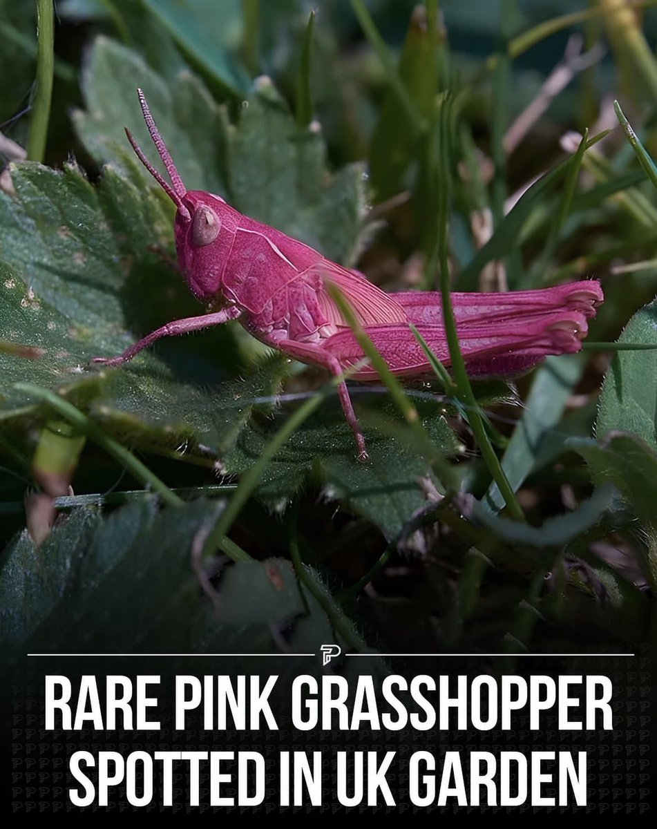 Lil buddy is ready for the Barbie movie.