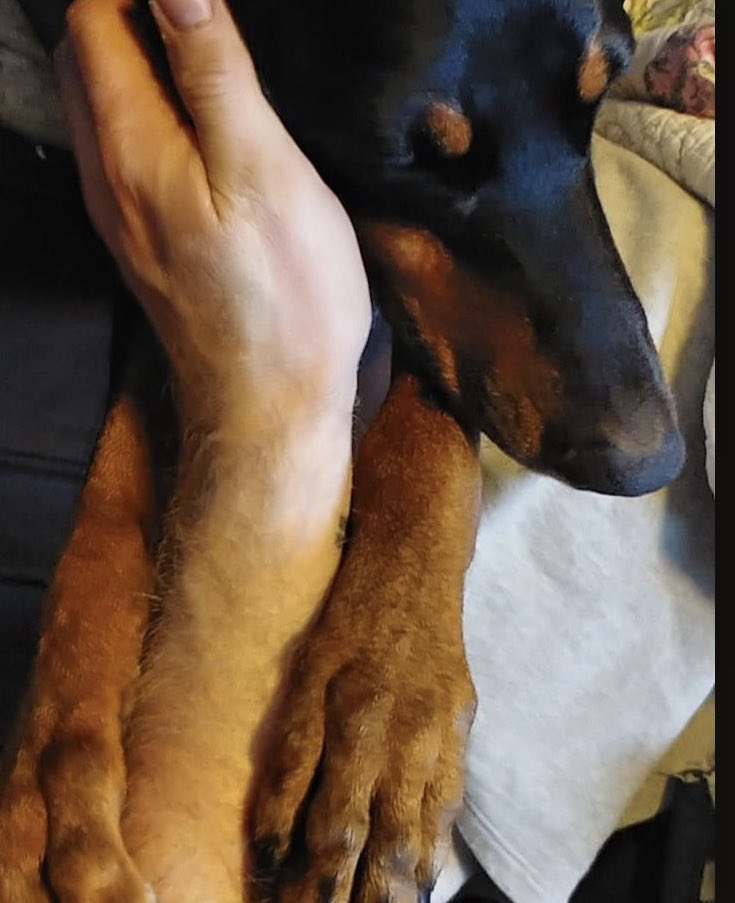 donvision's tweet photo. @dog_rates my dog Mia reached the end of her road last night can you pls rate her? https://t.co/h3DE0H2kVQ