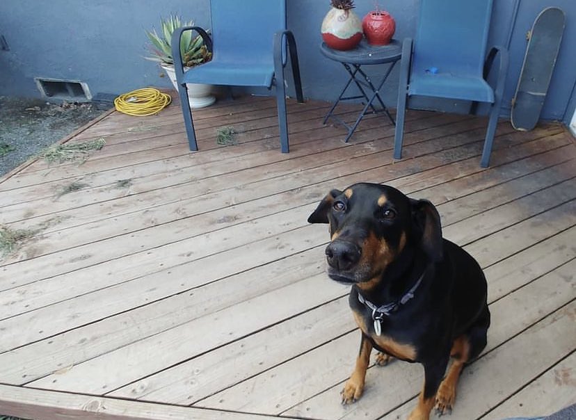 donvision's tweet photo. @dog_rates my dog Mia reached the end of her road last night can you pls rate her? https://t.co/h3DE0H2kVQ