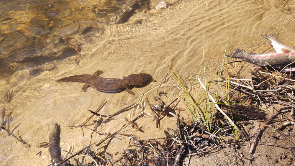 giant salamanders are declining throughout their entire eastern US range — but why? In Search Of America’s Missing Hellbenders | <a href="/virginia_tech/">Virginia Tech</a> @ASNAmNat

by <a href="/GrrlScientist/">Rage Against The Regime 🇺🇦</a> via <a href="/ForbesScience/">Forbes Science</a> / <a href="/Forbes/">Forbes</a>

#amphibians #conservation #deforestation #agriculture forbes.com/sites/grrlscie…